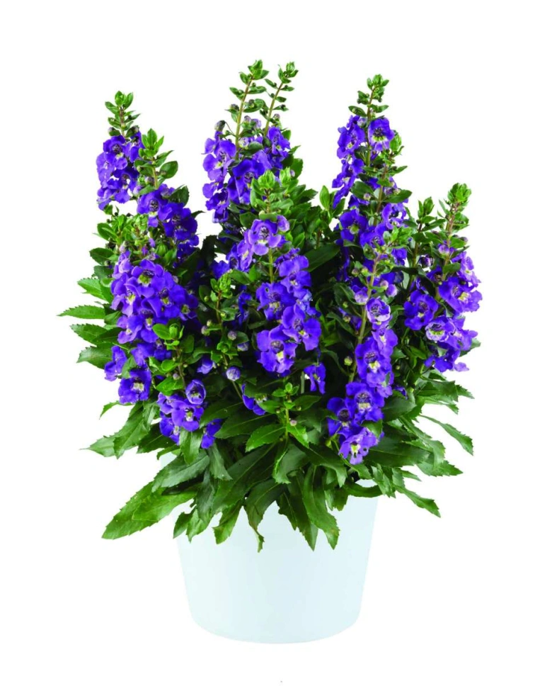 Angelonia angustifolia