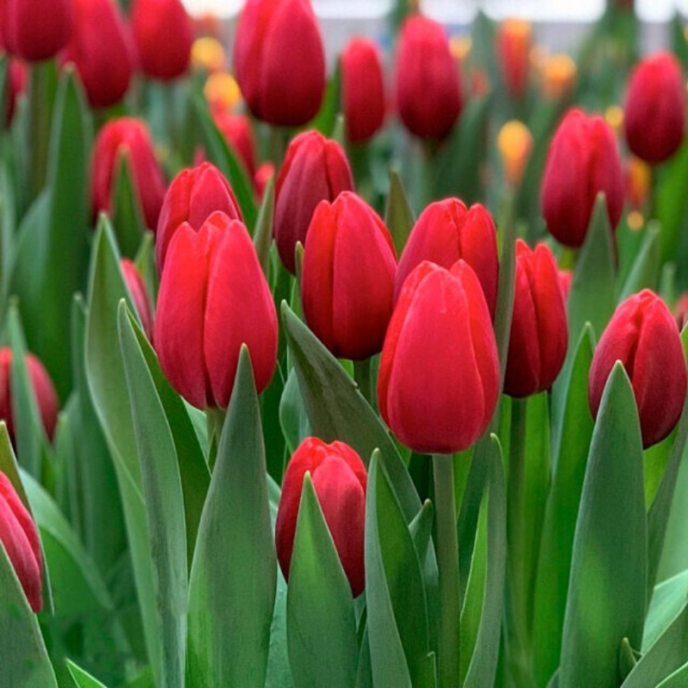 Red impression тюльпан