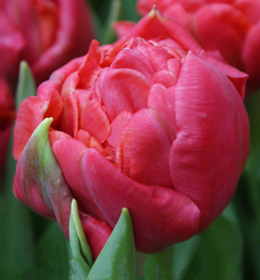 Тюльпан queensday фото и описание