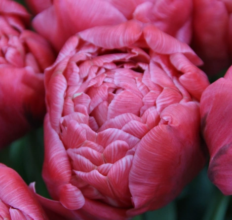 Тюльпан адоре фото и описание